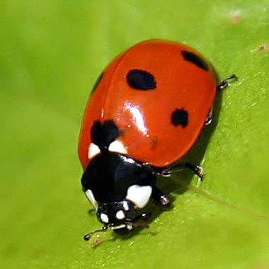 ladybug1204