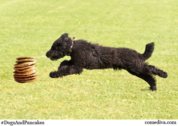 Dogs-And-Pancakes-1
