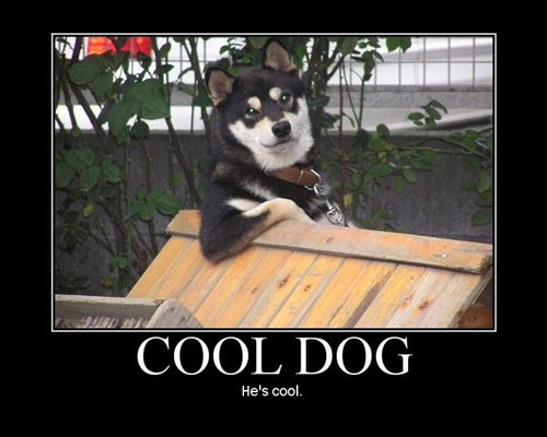 dog meme hes cool
