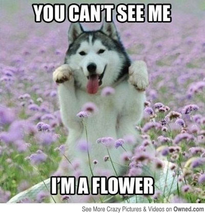 dog meme im a flower