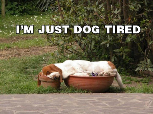 dog-meme-just-tired