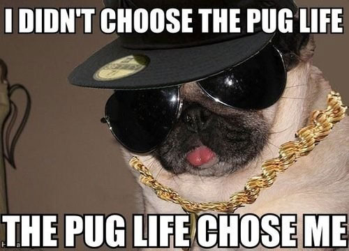 dog meme pug life