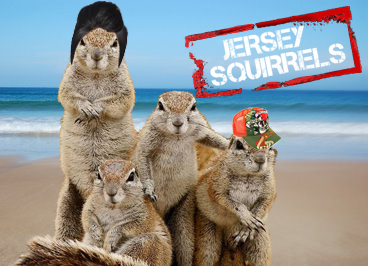 Jersey-Squirrels
