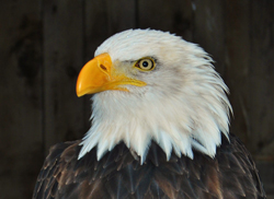 baldeagle