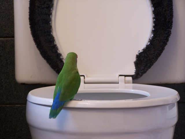 bird-toilet