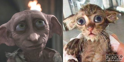 dobby-cat_enterprise