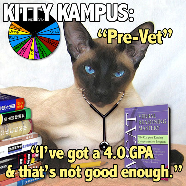 kitty-kampus_pre-vet