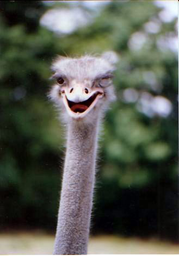 ostrich-winks