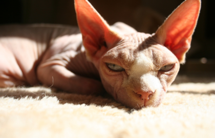 sphynxcat_112811