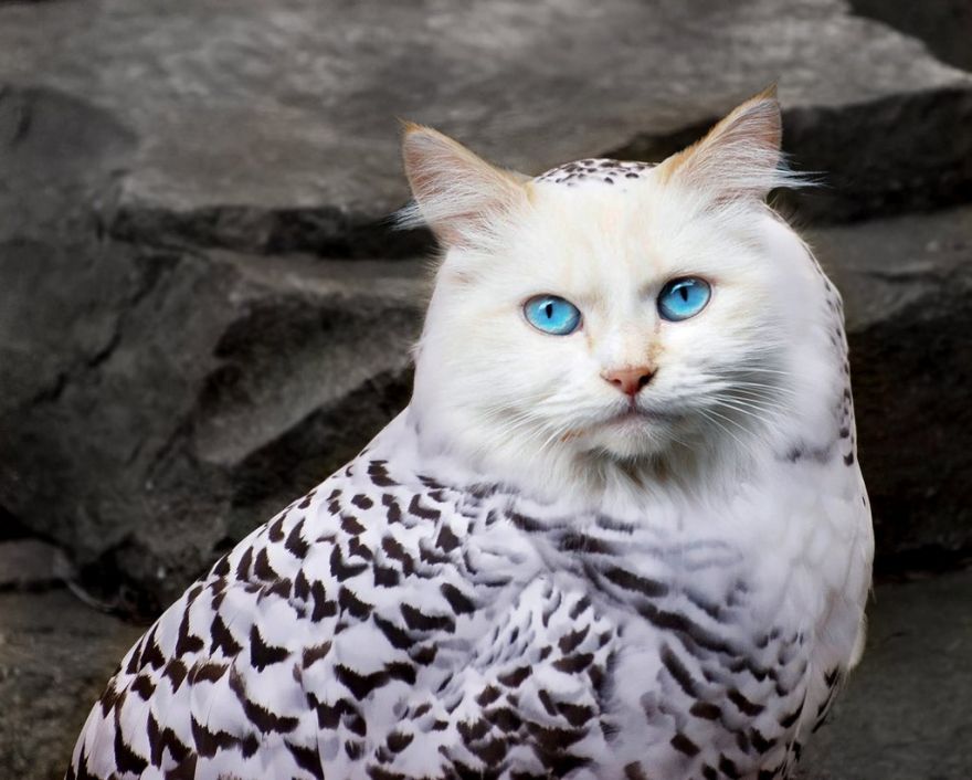 meowl with bright blue eyes