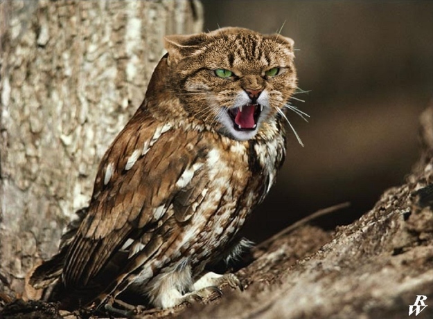 scary angry hissing meowl