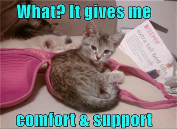 Funny-cat-cuddling-a-bra