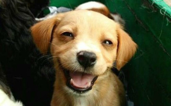 Smiling-Puppy-3-animals-31987252-648-404