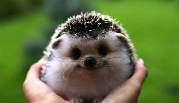 smiling-hedgehog