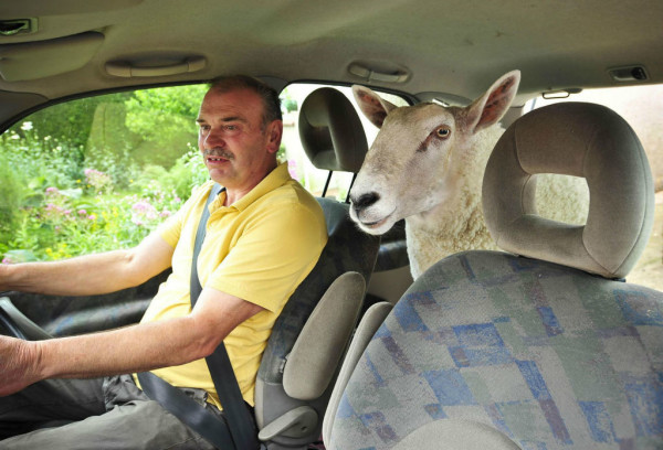 Sheep in a car