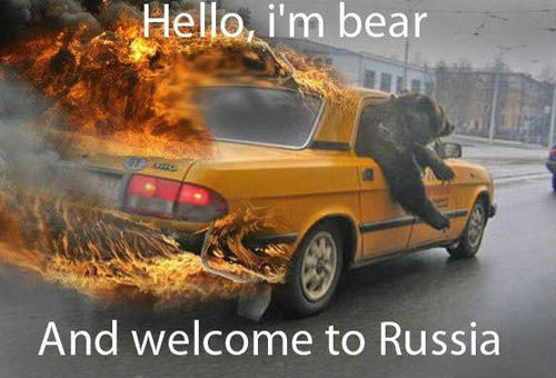 bear-driving-car