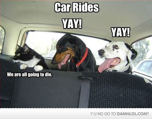 how-animals-see-car-rides