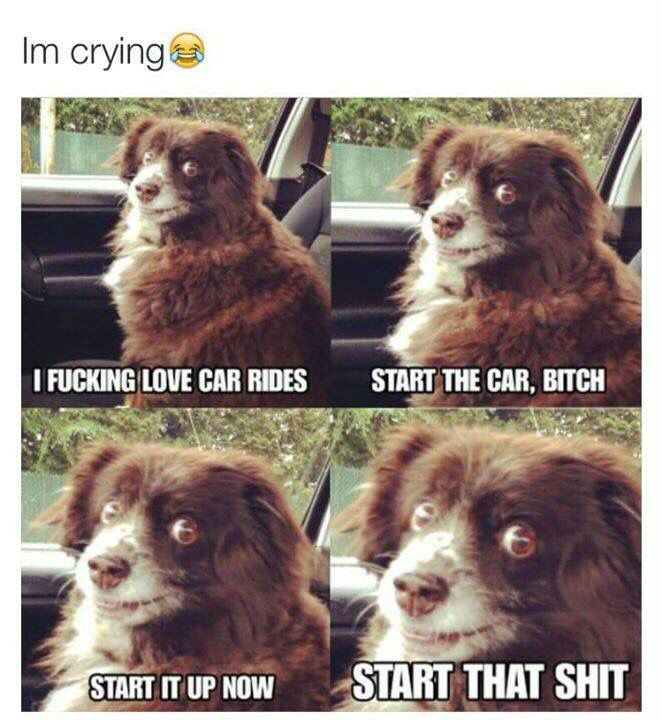 funny animals on car rides