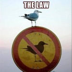 seagull breaking the law meme