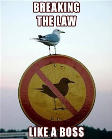 Seagull Breaking the Law