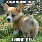 corgi puppy fluffy butt