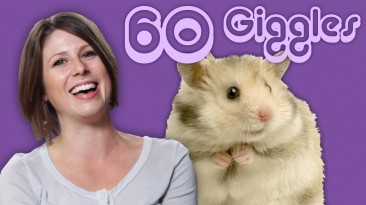 60 Giggles: Animals