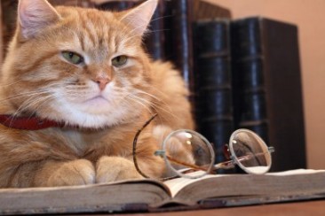 MEOWSA: Smart Cats Speak Out!