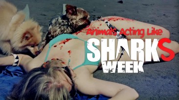 Comediva Pick: Animals Acting Like Sharks Week