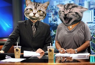 Cat News Network: Special Report