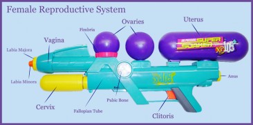 The Super Soaker Reproductive System