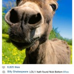 Shakespeare Donkey Instagram